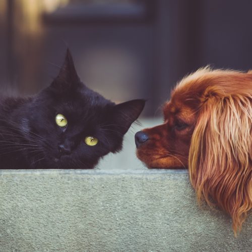 5 Reasons Why You Should Choose a Pet Friendly Drug Rehab