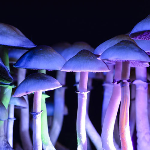 Hallucinogens: Signs of Abuse, Addiction, and Recovery Options