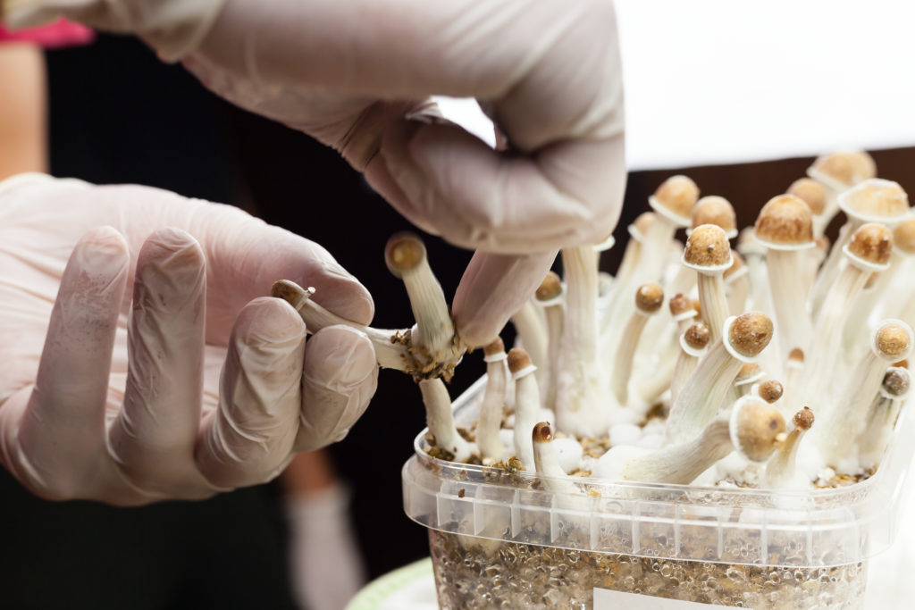 An Overview of Psychedelic Mushrooms
