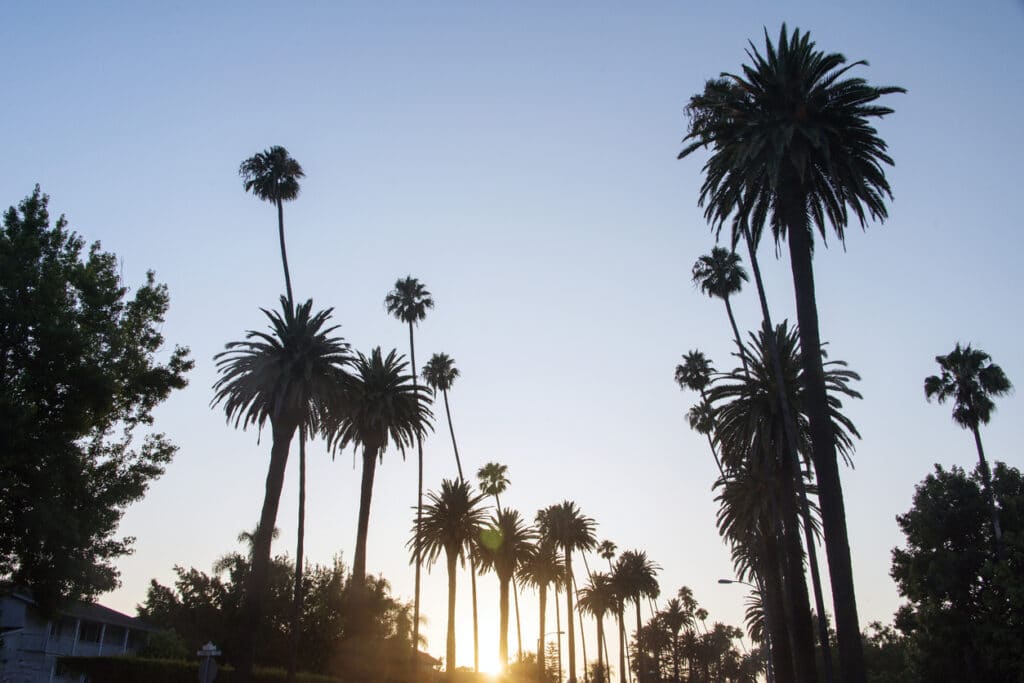 The sunrise highlighting the palm trees in West Hollywood